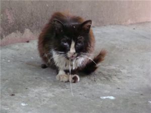 бешенство у бездомного котенка