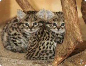 котята черноногой кошки
