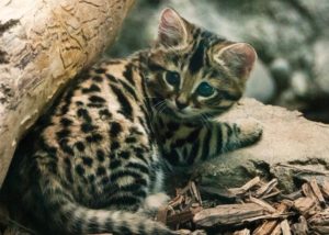 черноногий котенок