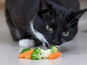 кошка ест овощи
