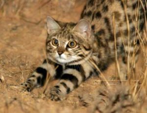 черноногая кошка потягивается