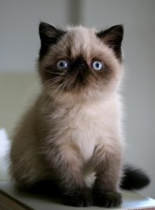 экзотический короткошерстный котенок