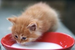 котенок ест молоко