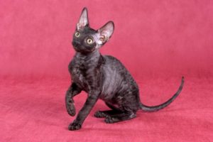 котенок корниш рекс смотрит наверх