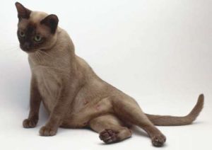 беременная кошка сидит