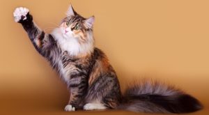 норвежская лесная коошка дает лапу
