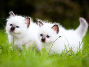 котята бирманской породы