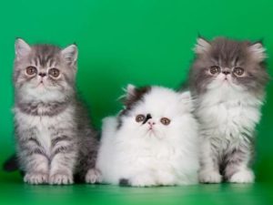 котята породы экзотик