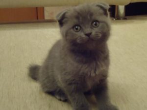 шотландский вислоухий котенок девочка