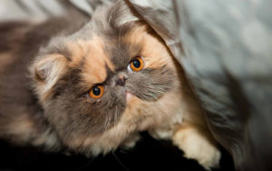 экзотический кот выглядывает