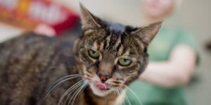 чумка у кота