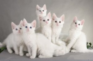 котята турецкой ангоры