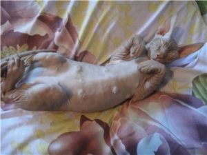 у сфинкса мастит