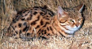черноногая кошка лежит