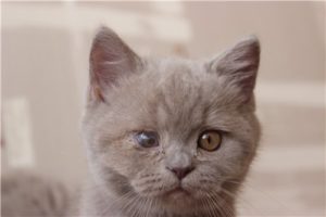 опухший глаз у котенка