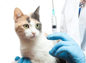 витамины гамавит для кошек