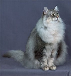 норвежская лесная коошка сидит