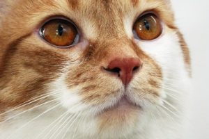 насморк у кошки