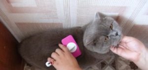 вычесывание шотландских кошек