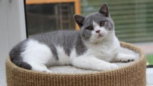 двухцветная шотландская кошка