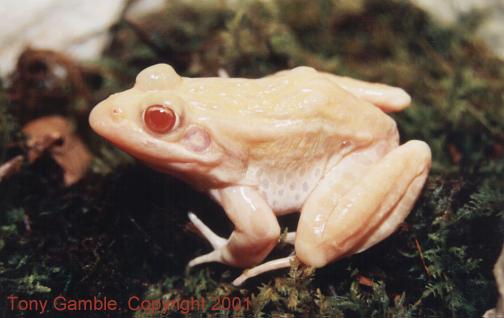 albinism