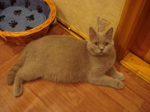 беременная британская кошка