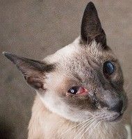 покраснение глаза у кошки