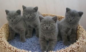 Британские короткошерстные кошки