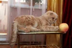 скоттиш фолд играет
