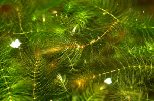 Ceratophyllum_spec