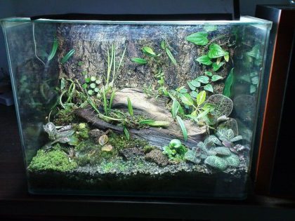 complex-terrarium