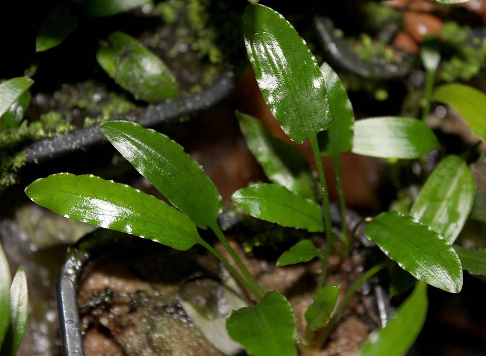 Криптокорина карликовая (Cryptocoryne pygmea) в домашней оранжерее. Субстрат - речной песок.