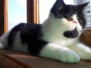 экзотическая кошка лежит на подоконнике