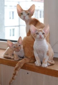 кошка и котята корниш рекс