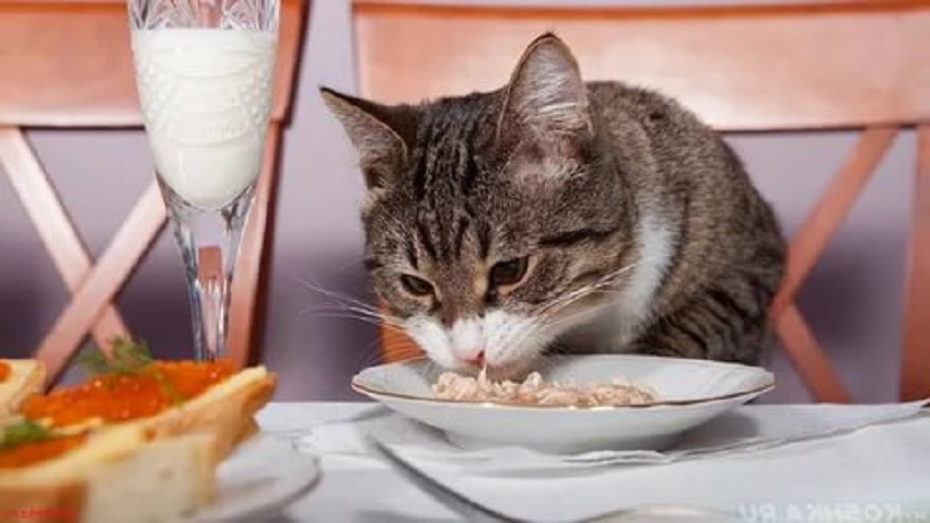 Чем кормить кота