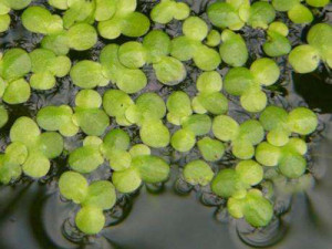 Lemna_minor