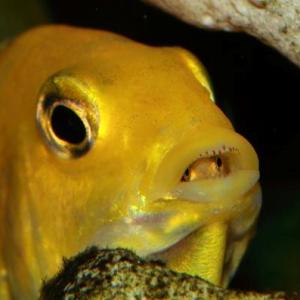 Yellows sind wie fast alle Malawi-Barsche Maulbrüter. Hier sieht man die kleinen schon einen ersten, scheuen Blick aus dem Maul der Mutter werfen.
