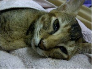 панлейкопения у кота