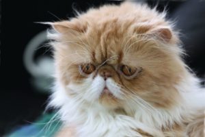приплюснутый нос у кошки
