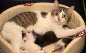 котят приложили к кошке