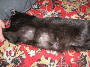 мастопатия у кошки