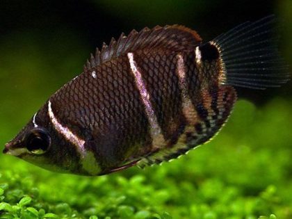 Sphaerichthys osphromenoides 01