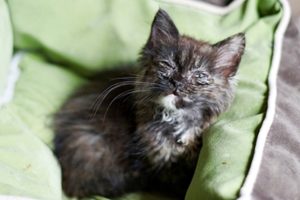 котенок болеющий чумкой