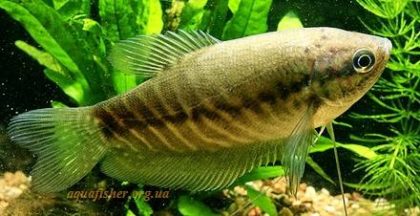 Trichogaster_pectoralis