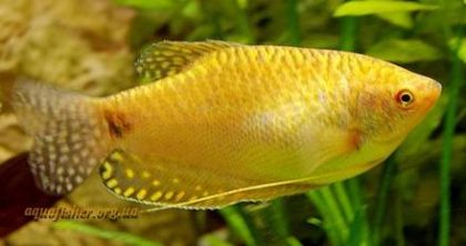 Trichogaster_t_gold