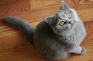 британская кошка девочка серая