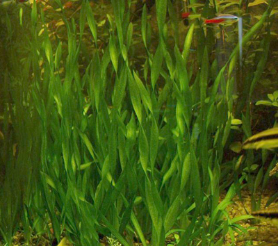 Vallisneria_tortifolia