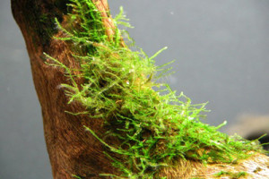 Vesicularia dubyana2