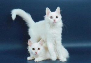 котята породы турецкая ангора
