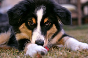 acana-dog-food10-290x192[1]